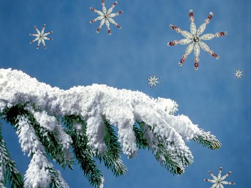 Branch - A snowy branch