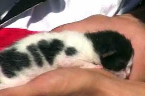 Kitten - The Kitten was born.