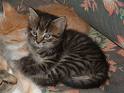 Kitten - A black kitten sit on the sofa.
