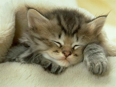 Kitten - A kitten sleep on the bad.