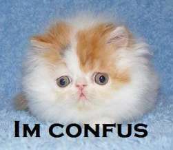 lolcat - lolcat picture "I&#039;M CONFUS"