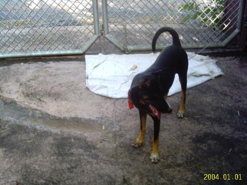 Preiti in the yard - Preiti has enough space in the yard to run around