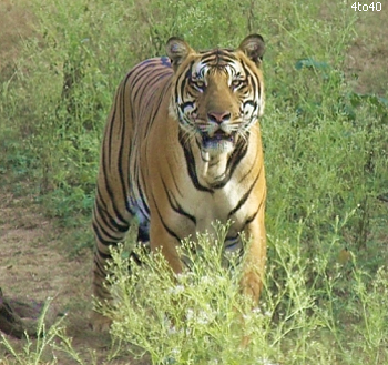 National park - A tiger stand in national park.