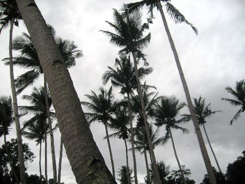 Coconut Trees -Oceana, Puerto Galera - February 2009 Puerto Galera, Mindoro, Philippines