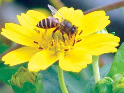 collecting honey - A bee collecting honey from a flower, beauty of nature!