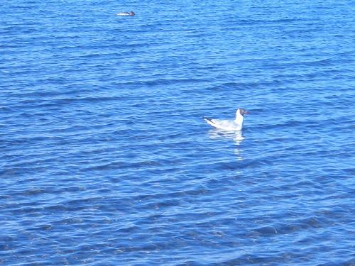 Lake - Lake in Tibet with a beautiful swan on the surface