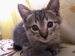 my cat - a photo of my cat when she's young