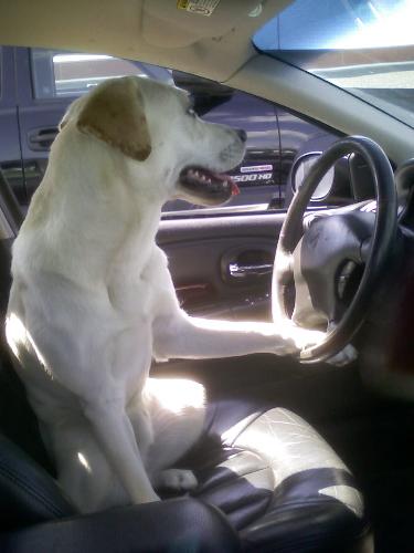 My pup even knows how to drive... - =_= but I don&#039;t...