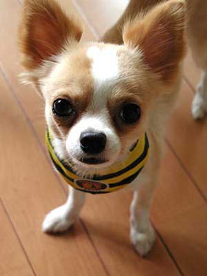 chihuahua - A little chihuahua