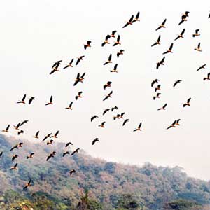 Migratory birds - Winged migratory visitors in Deepor Beel, Assam (India).