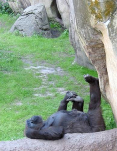 need vacation - any animal even need a vacation