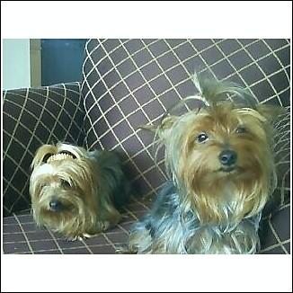 Jade and Mocha' - My dogs