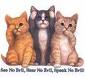 Speak no evil, hear no evil, see no evil - Even cats seem to do it these days