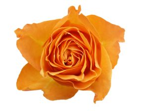 A Orange Rose - This orange rose speaks volumes. Adorable