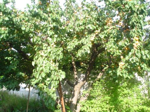 My apricot tree - A picture taken 2 years ago. Last year I pruned it and it disn´t give as much fruit.