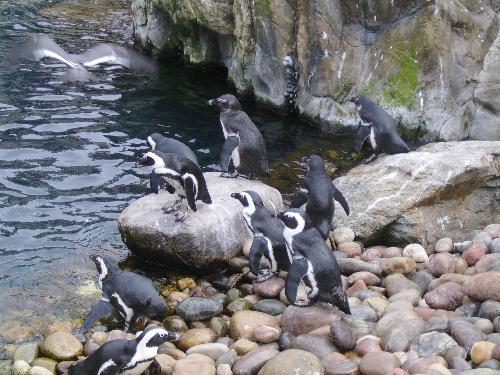 The hungry penguins - The hungry Penguins were not jumping in the water after the fresh fish they received :P