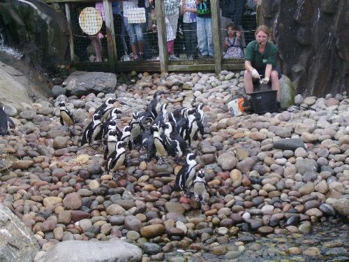 The penguins... like little beggars - Well i said like little beggars because look at them round up close to the keeper to catch as many fish as possible.