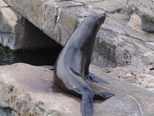Sea Lion, out and about - Well seeing the keeper with a bucket of fish really makes a sea lion leave the fun water turning and get on land :D