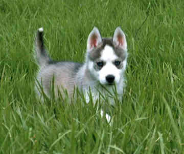 Husky - A siberian husky