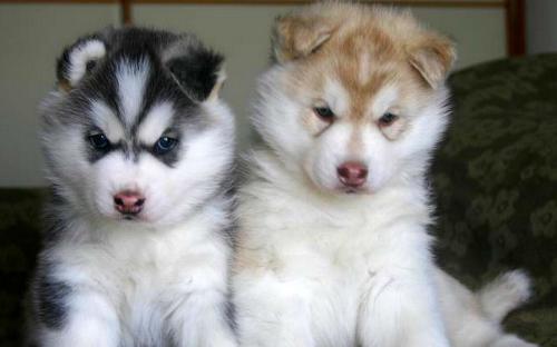 Two huskies - Two syberian huskies- black and brown