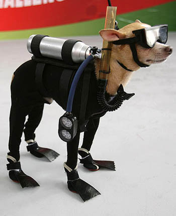 Chihuahua - Scuba diving chihuahua