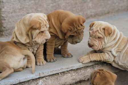 Shar-pei - Shar-pei puppies playing with something!