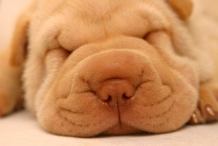 Sleeping Sharpei - A sleeping Sharpei puppy