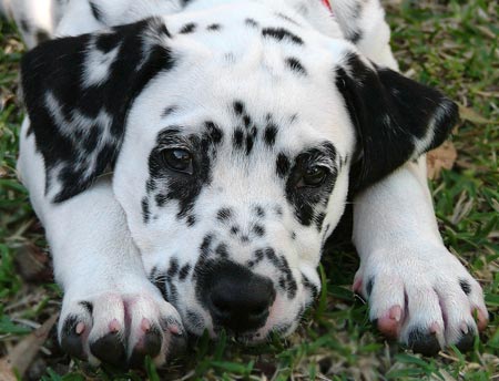 Dalmatian - A lying in the grass Dalmatian