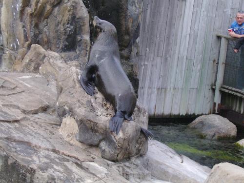 Sea Lion on a rock - Well if solid ground won't get the keeper's attention to give him a fish, climbing on a rock probably will.
