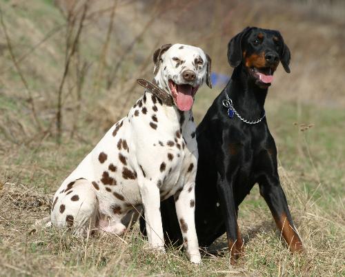 Dalmatian and Doberman - Two unusual friends :)