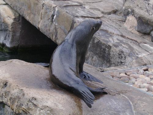Sea Lion - At the Bristol Zoo i visited this summer in august. The keeper was just telling us about of interesting things about this specie.