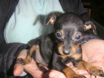 mini Pincher - A mini Pincher puppy