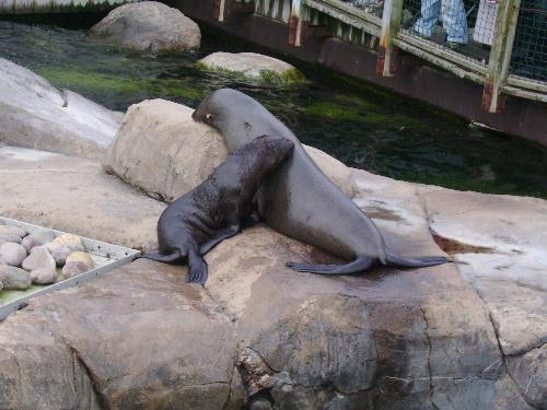 Mother with baby - sea lions - Well here is a lovely family picture of the Mother sea lion with her young.