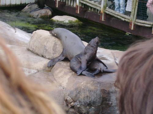 Baby with mother - Sea Lions - Well here is another picture from the Sea Lion cages at the Bristol Zoo.