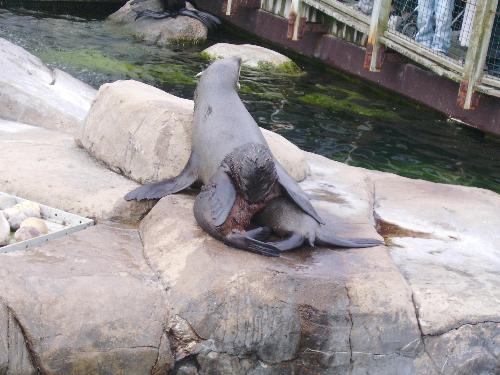 Baby scratching on mommy's back - Well the Baby sea Lion wasn't upset at all of all the attention he was given by all the guests at the zoo, and was conducting his daily routine with some scratching.