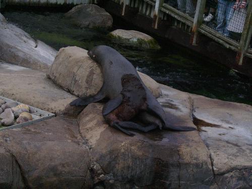 Baby resting - on his mother - Well this is a lovely family picture as well with the baby resting on his mother's back.