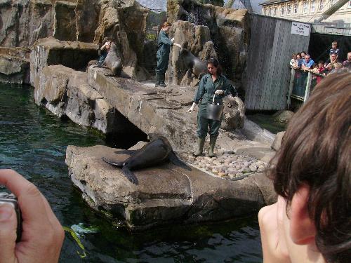 Sea Lion playing tricks - Well the first command given by the keeper was for the sea Lion to sit on the ground. He was rewarded a nice juicy fish for it.
