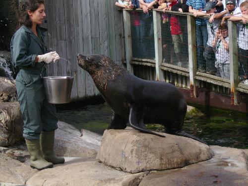 Second trick - stand - Well here is the second trick the keeper made the sea lion do, another simple one but hey, how easy is to train a sea lion, right ?