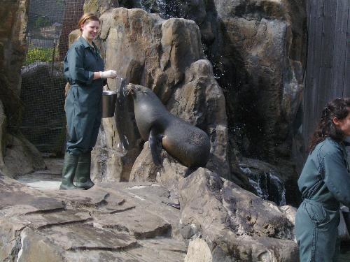 Up and on the rock - Well that is the second keeper with another Sea Lion who is now up on the rock as a trick.