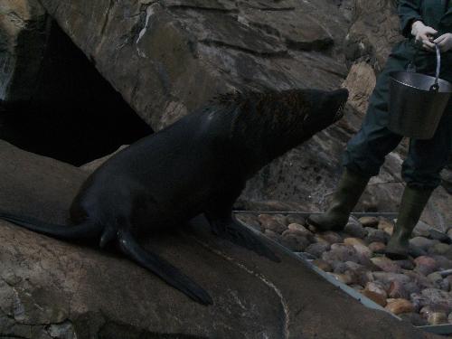 Give me another fish - Well they always want fish even if they don't perform well, but hey they area Sea Lions...