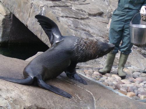 Paws up - Well actually i think that's called a wing, but nevertheless, the sea lion performed beautifully.