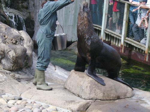 Stand on your wings - Well this is a nice trick, but the secret was the fish in the keeper's hand up above.