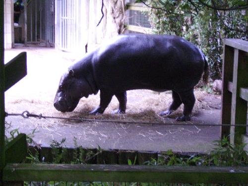 The Hippopotamus  - Hippopotamus is a large herbivore, and i must say this is the first time we ever saw one live - most of us have seen it on television but only a few live.