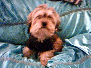 Pookey my Lhasa Apso - hes a purebreed Lhasa apso male,Pookey hes 2 going on 3!I made a website about him see it here: www.pookey4.webs.com