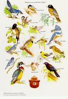 Birds - Birds are a beauty to watch. Their early morning chirping is music to one's ears.