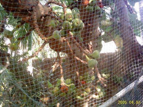 Garden - Figs grow in abundance in my garden which I use to make fig syrup and eat them fresh too.