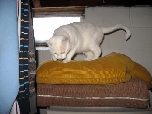 Baby's Perch - She loves this high up spot.