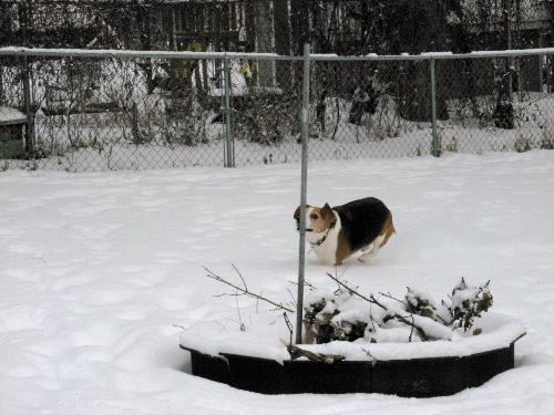 Buster - Running in the freshly fallen snow.