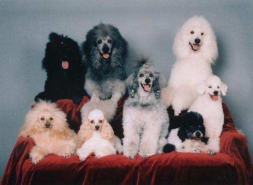 poodles - A poodle family
