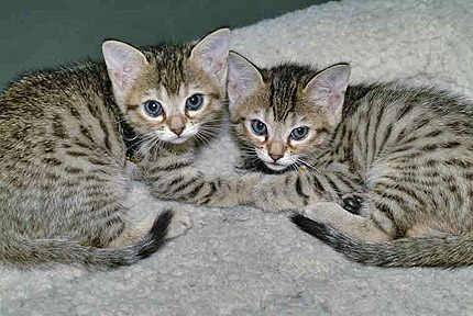 cats - an Asian cats